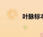 叶脉标本的制作方法（叶脉）