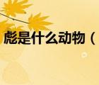 彪是什么动物（说一说彪是什么动物的简介）