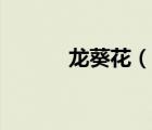 龙葵花（说一说龙葵花的简介）