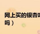 网上买的银杏叶能泡水喝吗（银杏叶能泡水喝吗）