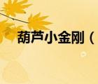 葫芦小金刚（说一说葫芦小金刚的简介）