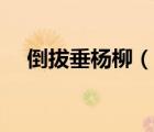 倒拔垂杨柳（说一说倒拔垂杨柳的简介）
