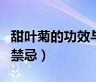 甜叶菊的功效与禁忌有哪些（甜叶菊的功效与禁忌）