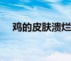 鸡的皮肤溃烂怎么办（皮肤溃烂怎么办）