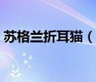 苏格兰折耳猫（说一说苏格兰折耳猫的简介）