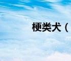 梗类犬（说一说梗类犬的简介）