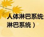 人体淋巴系统分布图（什么是淋巴、淋巴结、淋巴系统）