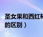 圣女果和西红柿的区别糖分（圣女果和西红柿的区别）