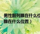 男性前列腺在什么位置示意图（男性前列腺的部位 男性前列腺在什么位置）