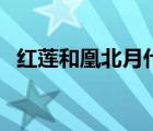 红莲和凰北月什么关系（沈未凝和凰北月）