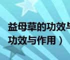 益母草的功效与作用主要治什么病（益母草的功效与作用）