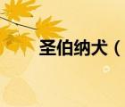 圣伯纳犬（说一说圣伯纳犬的简介）