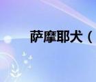萨摩耶犬（说一说萨摩耶犬的简介）