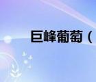 巨峰葡萄（说一说巨峰葡萄的简介）