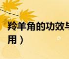 羚羊角的功效与作用吃法（羚羊角的功效与作用）