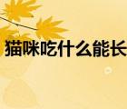 猫咪吃什么能长胖一点（猫咪吃什么能长胖）