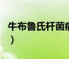 牛布鲁氏杆菌病疫苗（布鲁氏杆菌病能治好吗）