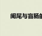 阑尾与盲肠的位置关系（盲肠的位置）