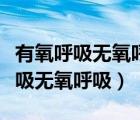 有氧呼吸无氧呼吸的三个阶段方程式（有氧呼吸无氧呼吸）