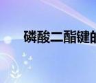 磷酸二酯键的正确写法（磷酸二酯键）