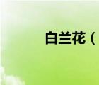 白兰花（说一说白兰花的简介）