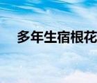 多年生宿根花卉种子（多年生宿根花卉）