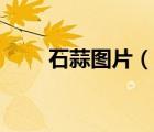 石蒜图片（石蒜花和彼岸花的区别）