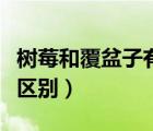 树莓和覆盆子有区别吗（树莓和覆盆子有什么区别）