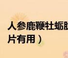 人参鹿鞭牡蛎肽片有什么功效（希力士牡蛎肽片有用）