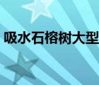 吸水石榕树大型盆景（吸水石盆景摆放风水）