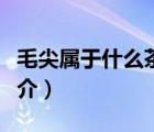 毛尖属于什么茶（说一说毛尖属于什么茶的简介）