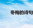 冬梅的诗句古诗大全（冬梅的诗句）