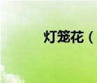 灯笼花（说一说灯笼花的简介）