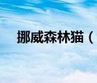 挪威森林猫（说一说挪威森林猫的简介）