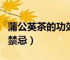 蒲公英茶的功效与禁忌症（蒲公英茶的功效与禁忌）