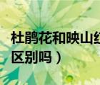 杜鹃花和映山红有何区别（杜鹃花和映山红有区别吗）