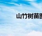 山竹树苗图片（山竹树长什么样）