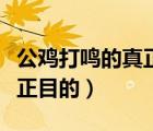 公鸡打鸣的真正目的是什么（建三峡大坝的真正目的）