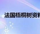 法国梧桐树资料图片（法国梧桐树的资料）