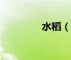 水稻（说一说水稻的简介）
