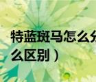 特蓝斑马怎么分公母（蓝斑马和特蓝斑马有什么区别）