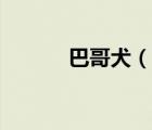 巴哥犬（说一说巴哥犬的简介）
