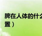 脾在人体的什么位置图解（脾在人体的什么位置）