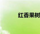 红香果树苗批发市场（红香果）