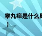 睾丸痒是什么原因导致的（睾丸痒是什么原因）