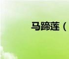 马蹄莲（说一说马蹄莲的简介）