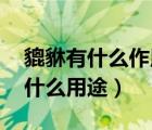 貔貅有什么作用与功效（貔貅的作用 貔貅有什么用途）