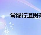 常绿行道树有哪些树种（常绿行道树）