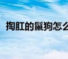 掏肛的鬣狗怎么念（鬣狗如何念 什么发音）