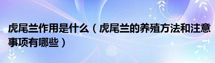 虎尾兰作用是什么（虎尾兰的养殖方法和注意事项有哪些）